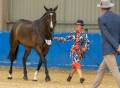 A horse and its handler performing equestrian.